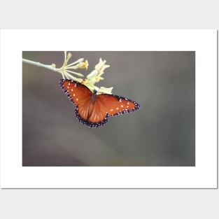 Queen Butterfly on Desert Milkweed Posters and Art